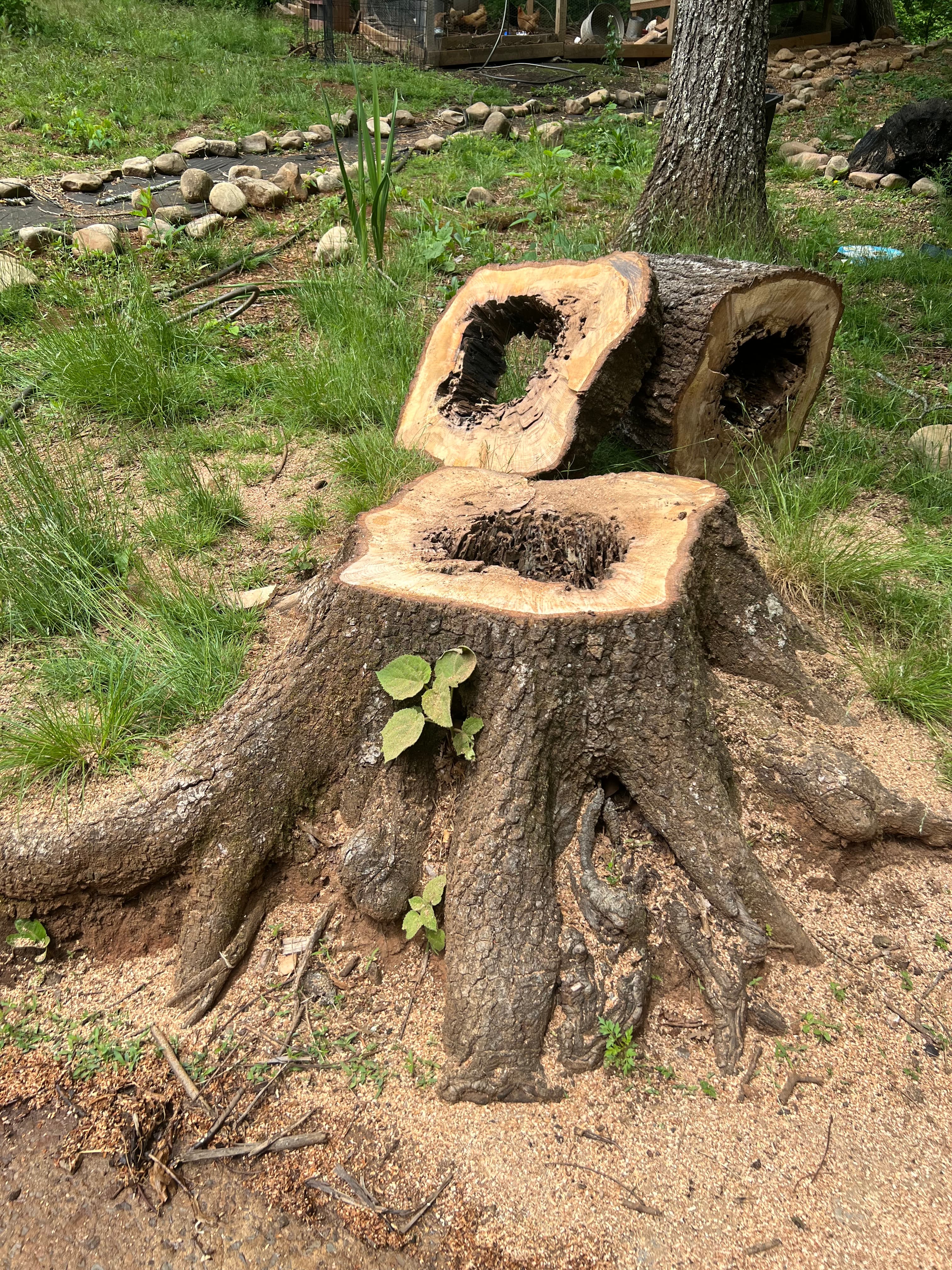 High-horsepower wheeled arborist stump grinder completing a deep sub-surface root pulverization in Hamilton County, TN