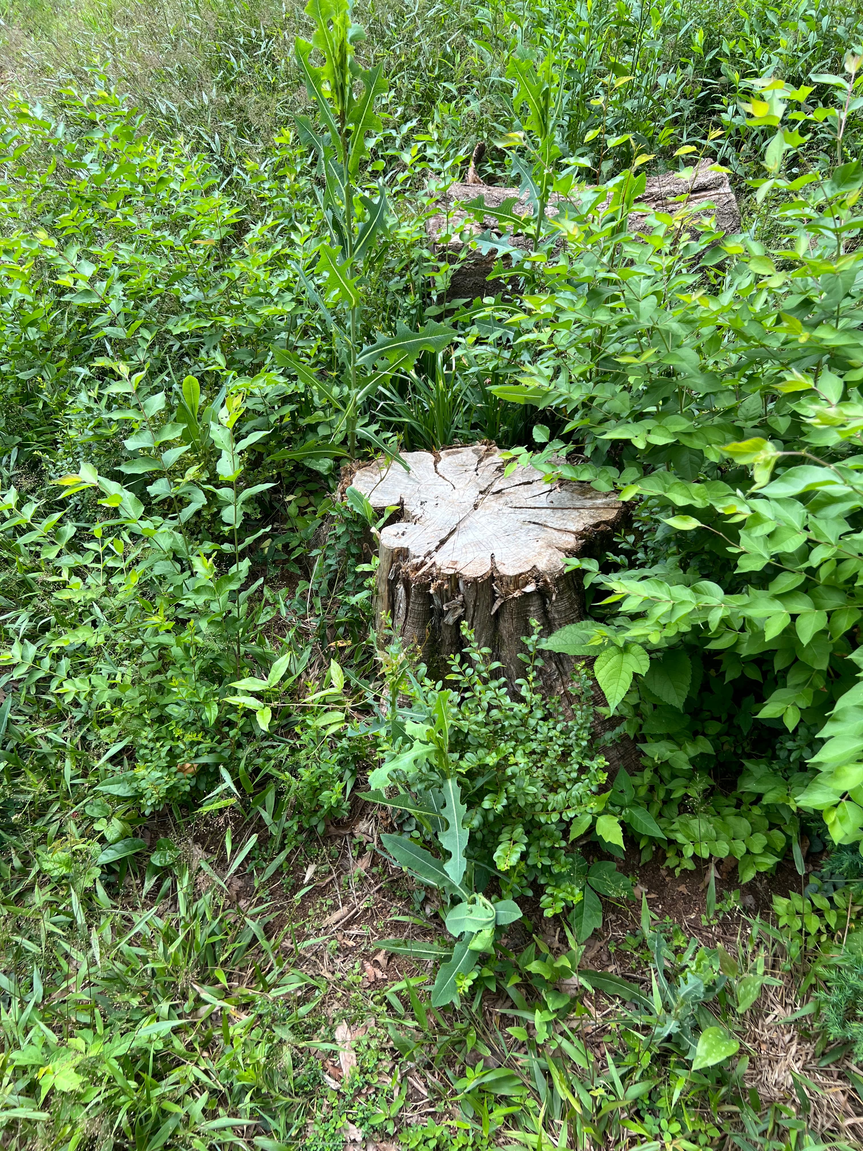 Stump Stewards tracing and grinding sweetgum lateral surface roots spreading across a manicured suburban lawn in Chattanooga, TN