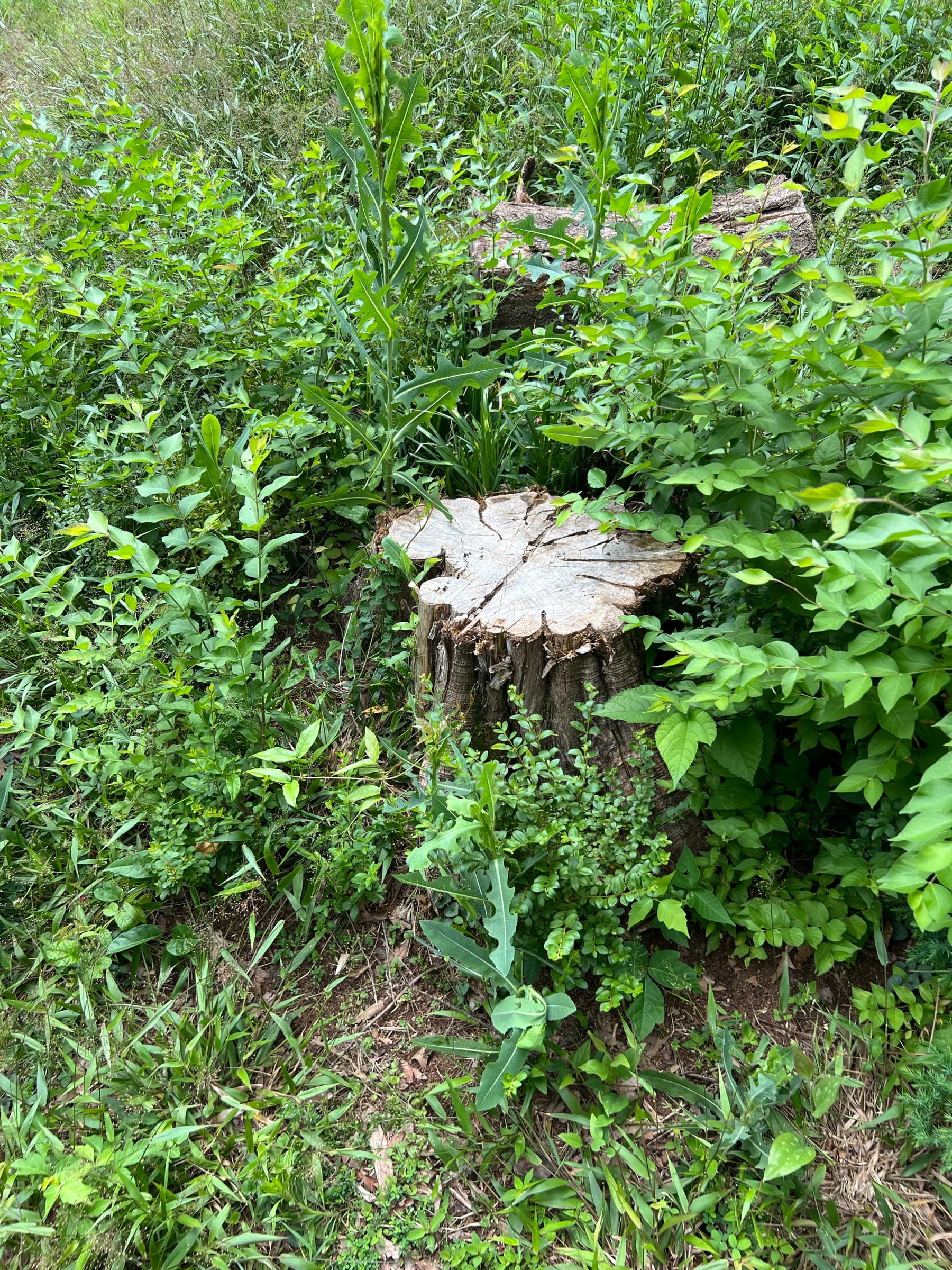 Stump Stewards tracing and grinding sweetgum lateral surface roots spreading across a manicured suburban lawn in Chattanooga, TN