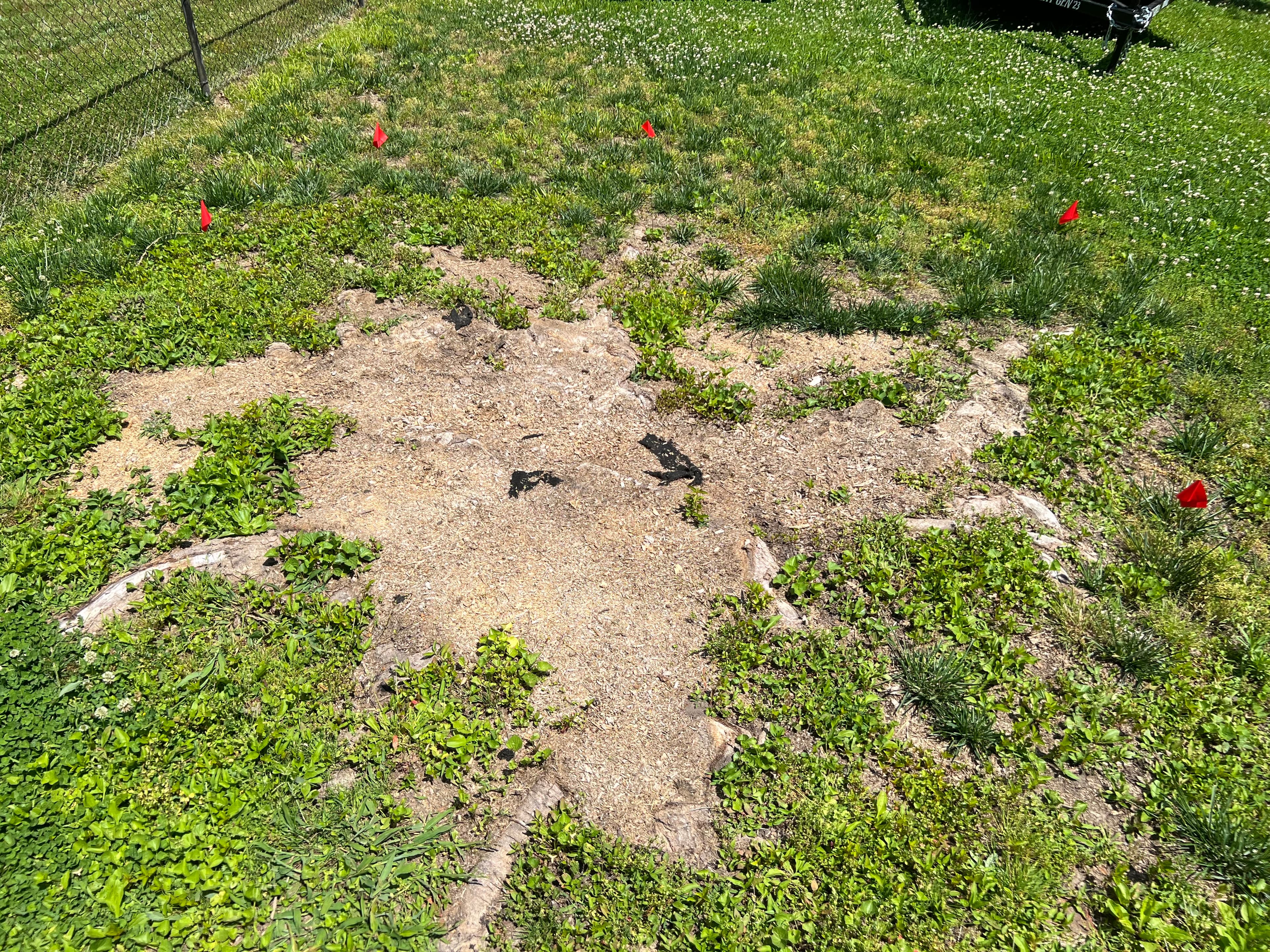 Root Tracing & Removal in Chattanooga, TN by Stump Stewards