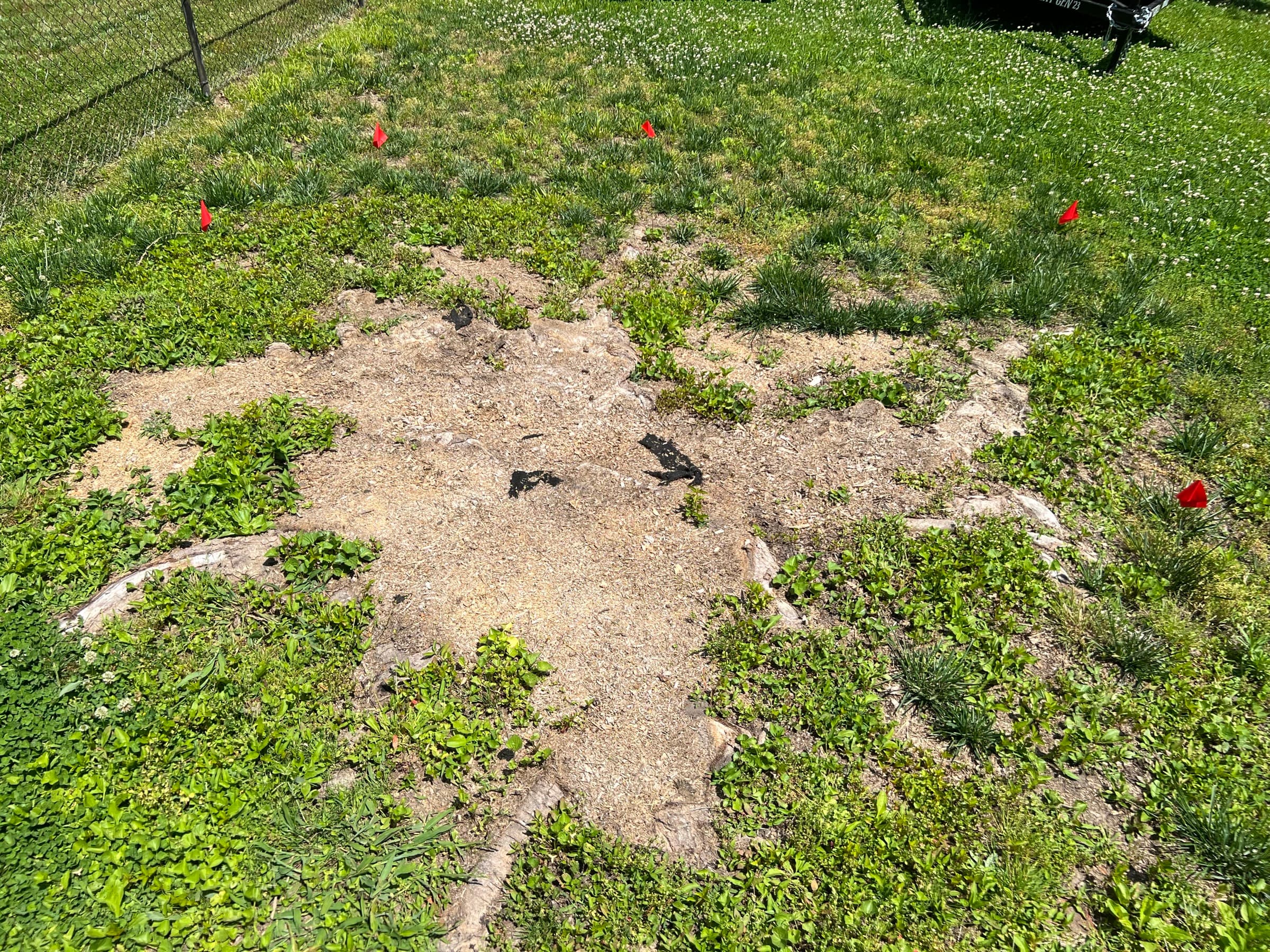 Root Tracing & Removal in Chattanooga, TN by Stump Stewards