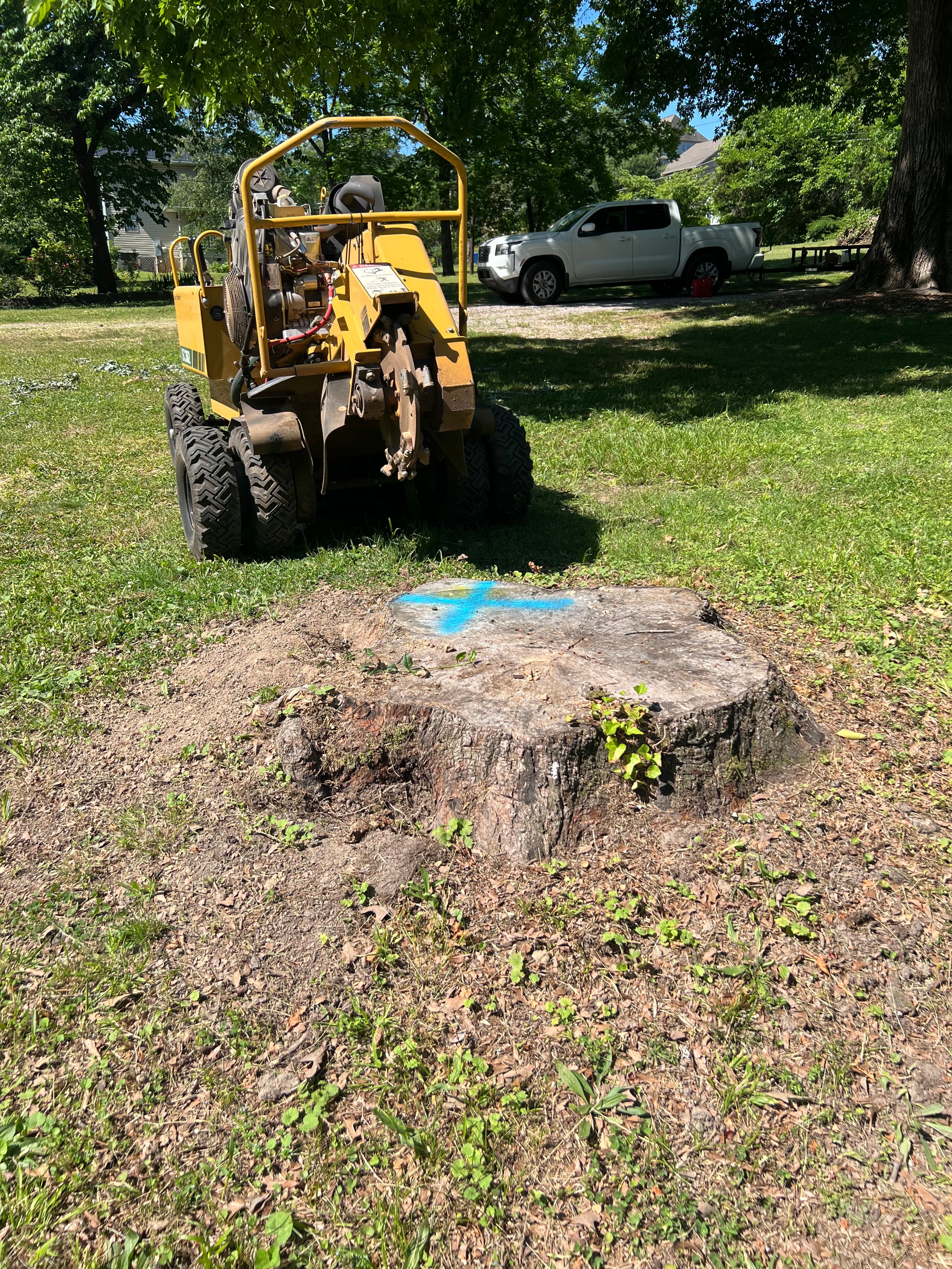 Large tree stump before removal in Chattanooga yard